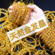 翡宇情人节礼物胖东来品质黄水晶手链细天l然金发晶手链女巴西金钛晶 优享级14mm编号14224