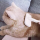 Chris Christensen (Chris Christensen) US imported permanent needle comb for cats and dogs, fluffy and fluffy hair comb for cats and dogs, suitable for 10-25 Jin Jin equal to 0.5 kg, cats and dogs, medium size permanent needle comb