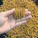 Xueyuantang cordyceps sinensis insecte entier herbe cassée authentique cordyceps sélectionnés produits toniques plateau cordyceps entiers insectes chinois médicinaux toniques environ 0,2 g / racine (insecte entier herbe brisée)