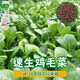 全新鸡毛菜种子 四季播种抗热耐寒蔬菜种子小白菜籽小青菜籽 鸡毛菜种子-四季新品种发芽率90% 原装1包约1098粒【划算】
