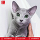 Zhuanmiao Soviet-style purebred Russian blue cat kitten live green-eyed cub domestic pet cat pedigree Russian blue cat