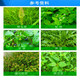 沪联植保 沪联万红 757草甘膦 68%草甘膦铵盐粉剂农药 非耕地除杂草行间杂草烂根农用草甘磷除草剂 50克/袋*1袋