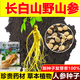 Changbai Mountain ginseng seeds, wild ginseng seeds, easy to grow Chinese medicinal materials in all seasons, easy to live indoor flower pots, ginseng seeds, shipped without buds, 1 bag of selection, about 52 capsules