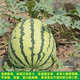 Extra large watermelon seeds, high yield, super sweet, early maturing, four seasons, giant lazy melon king, few seeds, giant dragon watermelon vegetable seeds, giant large fruit watermelon seeds (high sugar and super sweet), original factory packaging, 3 packs of exquisite products, about 150 seeds