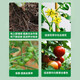 3% sodium nitrate and amine fresh ester compound sodium nitrate and amine fresh fat vegetable tomato root-promoting plant growth regulator pesticide 500g