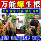 Powerful rooting solution imported from Germany, green plant rooting and seedling strengthening agent, potted flowers, vegetables, succulents, hydroponics, seven days for rooting, three days for rooting, 30g, 1 bottle
