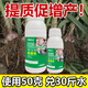 Garlic Bacteria Clear Extract Garlic Special Medicine Dry Tip Yellow Leaf Root Rot Leaf Blight Rust Purple Spot Sterilizing Garlic Bacteria Clear 100ml 2 Bottles
