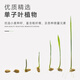 Huanpet.com cat grass potted seed set, lazy canned hydroponic soil culture, cat snacks, cat hair balls, catnip