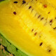 Shouhe yellow flesh watermelon seeds yellow heart gift type yellow flesh Shouguang melon winter and spring home garden melon seeds (Xiaolan) yellow flesh watermelon seeds 10 capsules