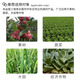 Donghe Biotech 40% difenoconazole leaf spot disease powdery rust fruit tree vegetable flower fungicide pesticide anthracnose 50g