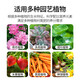 Basemanwei Urea Nitrogen Fertilizer Flowers, Vegetables and Fruit Trees Potted Planting Cauliflower Household Potted General Fertilizer Chemical Fertilizer Compound Fertilizer Urea (Nitrogen Fertilizer) 5Jin Jin is equal to 0.5 kg