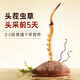 阿依舍 头茬冬虫夏草 新干虫草滋补品节日送父母礼物营养品高端礼盒 3-4根/克7克【中国红逸韵礼盒】