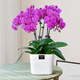 Aiyoushang Phalaenopsis with buds potted autumn and winter orchid seedlings New Year's Eve flowers four seasons flowers and plants purple six indoor source straight hair