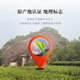 七春 肉桂茶叶 新茶武夷岩茶罐装500g茶叶自己喝 父亲节送长辈礼物