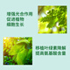 Guoguang Huasi 2% Benzylaminopurine Cell Division Flower Bud Differentiator Plant Growth Regulator