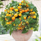 Tomato seeds, dwarf small tomatoes, tomato seedlings, potted plants, balcony potted vegetables and fruits for sowing in all seasons, mixed package of three tomato varieties, 52 capsules selected ++