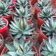 Qiuying Agave Taki Lei