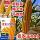 稻玉丰农业贵农玉999大棒品质好白轴籽粒深偏硬粒型优质玉米种子 贵农玉999玉米种子     5袋 4斤装/袋