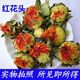 Yourentang Tibetan saffron saffron saffron saffron saffron saffron saffron saffron saffron saffron saffron saffron saffron saffron saffron saffron saffron saffron saffron saffron saffron saffron saffron saffron saffron saffron saffron saffron saffron saffron saffron saffron saffron