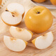 Good Farmer Laiyang Qiuyue Pear Authentic Large Fruit Net Weight 4.5 Jin Jin equals 0.5 kg 6-9 pieces Fresh Fruit Gift Box