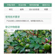 Bonsec 40% ethephon fruit and vegetable corn lawn Podocarpus dwarf control vigorous grape coloring plant growth regulator