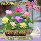 Bowl of lotus seeds, colorful hydroponic flowers, water-grown four-season lotus, lotus seeds, lotus root green water plants, mixed-color bowl of lotus seeds, budding when exposed to water, blooming in all seasons, 100% budding, 45 capsules, multi-color mixed, already opened