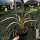 Wengyuan Orchid Jianlan Hetianxia Yehua Double Art Lotus-shaped Plain Heart Ceiling High-grade Xiangyi Precious Resource Grass Hetianxia 2 Seedlings Large and Strong Seedlings Bloom in the Year