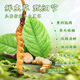 [Tíbet Cabello liso] Auténtico primero Cordyceps frescos 2025 Cordyceps frescos de alta altitud seleccionados SF Cold Chain 0.6-0.7G/Root 100 Roots