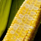 Ldeal ideal agriculture fruit sweet corn seeds field non-GMO high-yielding sweet and crisp corn seeds that can be eaten raw