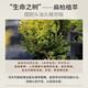 浅香洗发水沐浴露护发素套装大瓶家庭装蓬松控油去屑留香洗头膏男女士 扁柏 750g*1瓶 【赠62g旅行装】