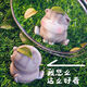 【曲美思】生日礼物猫妮卡小摆件少女心萌宠装饰品学生闺蜜情侣汽车载小猫可爱公仔饰品 树脂款猫咪5款(原包装)