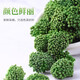 Shanzhen Sanqihua Yunnan Health Tea trempe dans l'eau et bu des comprimés de poudre Tianqi spéciaux de Wenshan de Wenshan Sanqihua 80 grammes