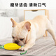 Cute star pet dog toy, teeth grinding corn cob, tooth cleaning, oral cleaning, pet supplies for large, medium and small dogs and puppies