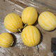 Beishu Jinlinglong watermelon seeds seedlings yellow skin red flesh watermelon fruit seeds Jinlinglong watermelon seeds about 20 pieces