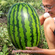 Long-cultivation lazy man watermelon seeds extra large seedless 8424 watermelon seedlings super sweet southern unicorn watermelon fruit and vegetable seeds lazy man watermelon seeds 200 hybrids