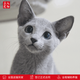Zhuanmiao Soviet-style purebred Russian blue cat kitten live green-eyed cub domestic pet cat pedigree Russian blue cat