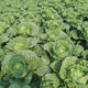 38 Jin Jin is equal to 0.5 kg. Overwintering Chinese cabbage seeds Shandong Chinese cabbage seeds. Chinese cabbage seeds are disease-resistant and high-yielding. Leafy cabbage. Original 2 packs (about 2000 grains) + Songpin. 38 Jin Jin is equal to 0.5 kg. Winter storage Chinese cabbage seeds.
