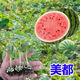 High-yielding watermelon seedlings 8424 Rock Sugar Kirin Melon Sweet King Large Watermelon Seedlings Southern Balcony Potted Small Watermelon Seedlings High Quality 8424 Watermelon Seedlings Carefully Selected 10 Plants, Lots of Fruit + Fertilizer