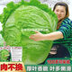 38 Jin Jin is equal to 0.5 kg. Overwintering Chinese cabbage seeds Shandong Chinese cabbage seeds. Chinese cabbage seeds are disease-resistant and high-yielding. Leafy cabbage. Original 2 packs (about 2000 grains) + Songpin. 38 Jin Jin is equal to 0.5 kg. Winter storage Chinese cabbage seeds.