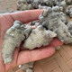 Xiao Churen [Direct officiel] Clean Sanqi Yunnan Wenshan n'a sélectionné aucune coupe et aucune coupe Spring Sanqi tête pelée Sanqi Tianqi 30 Head 500g Pas de coupe [Répérence élevée]