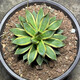 Qiuying Agave Taki Lei