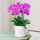 Aiyoushang Phalaenopsis with buds potted autumn and winter orchid seedlings New Year's Eve flowers four seasons flowers and plants purple six indoor source straight hair