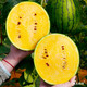 Dayu Yellow Heart Watermelon Seed Seedlings, Early Mature, Yellow Skin, Red Flesh, Yellow Flesh, Special Xiaofeng Watermelon Seeds, Southern Fruit, Yellow Flesh, Xiaofeng Watermelon Seeds, 10 capsules