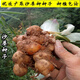 Shajiang seed ginger seedlings Guangdong fresh ginger Shajiang authentic Maoming Huazhou Nansheng electric white sand ginger seedlings 1000g