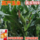 Academy of Agricultural Sciences Corn Seed Collection Original Lile 969 High Yield Short Stem North and South Spring and Summer Corn Seeds (Lile 969) Original (2 Jin Jin equals 0.5 kg) Disease Resistance and Lodging Resistance