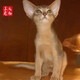 The Abyssinian cat kitten purebred pet cat Ancient Egyptian imperial cat home with ideal pet competition grade [Boutique Abyssinian cat]