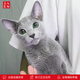 Zhuanmiao Soviet-style purebred Russian blue cat kitten live green-eyed cub domestic pet cat pedigree Russian blue cat