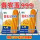 稻玉丰农业贵农玉999大棒品质好白轴籽粒深偏硬粒型优质玉米种子 贵农玉999玉米种子     5袋 4斤装/袋