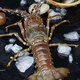 [Spot] Seafood Song seafood gift box set New Year's goods gift gift seafood gift pack abalone seafood gift box 698