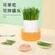 Huanpet.com cat grass potted seed set, lazy canned hydroponic soil culture, cat snacks, cat hair balls, catnip